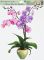 Okenní fólie 887 orchideje 42x30cm