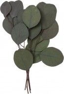 Přízdoba Eukalyptus NATURE 18cm/4ks, sušená - zvětšit obrázek