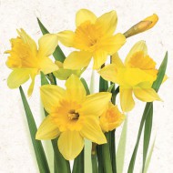 Ubrousky celoroční SDWI 0039 01, Žluté narcisy