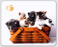 Podložka pod myš Kittens - zvětšit obrázek
